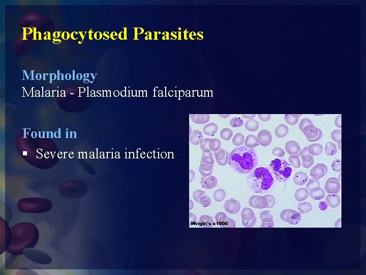 Phagocytosed Parasites Morphology Malaria - Plasmodium falciparum Found in § Severe malaria infection 
