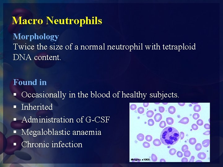 Macro Neutrophils Morphology Twice the size of a normal neutrophil with tetraploid DNA content.
