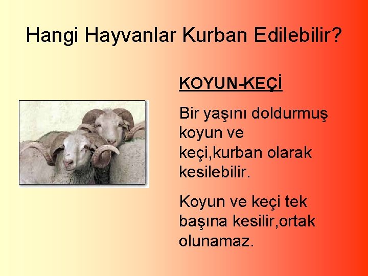 Hangi Hayvanlar Kurban Edilebilir? KOYUN-KEÇİ Bir yaşını doldurmuş koyun ve keçi, kurban olarak kesilebilir.