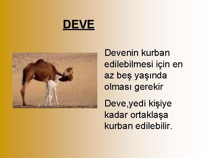 DEVE Devenin kurban edilebilmesi için en az beş yaşında olması gerekir Deve, yedi kişiye