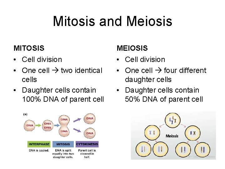 Mitosis and Meiosis MITOSIS MEIOSIS • Cell division • One cell two identical cells