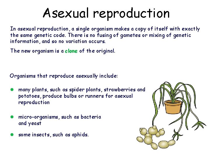 Asexual reproduction In asexual reproduction, a single organism makes a copy of itself with