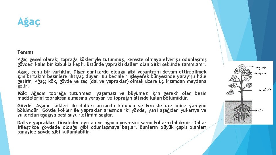 Ağaç Tanımı Ağaç genel olarak; toprağa kökleriyle tutunmuş, kereste olmaya elverişli odunlaşmış gövdesi kalın