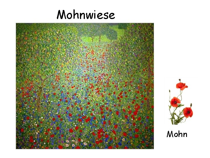 Mohnwiese Mohn 