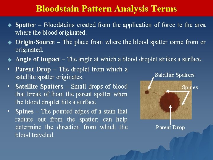 Bloodstain Pattern Analysis Terms Spatter – Bloodstains created from the application of force to