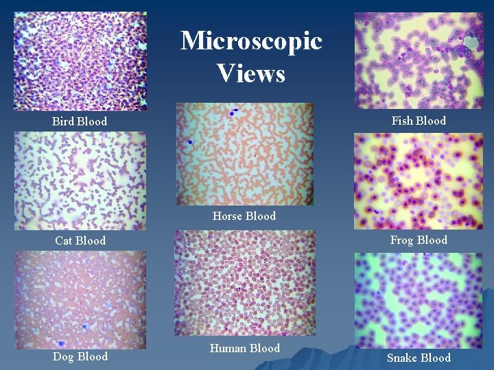 Microscopic Views Fish Blood Bird Blood Horse Blood Frog Blood Cat Blood Dog Blood