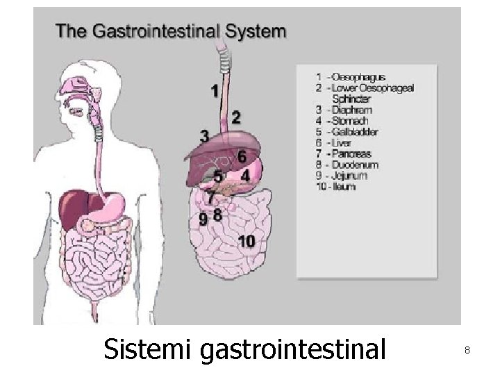 Sistemi gastrointestinal 8 
