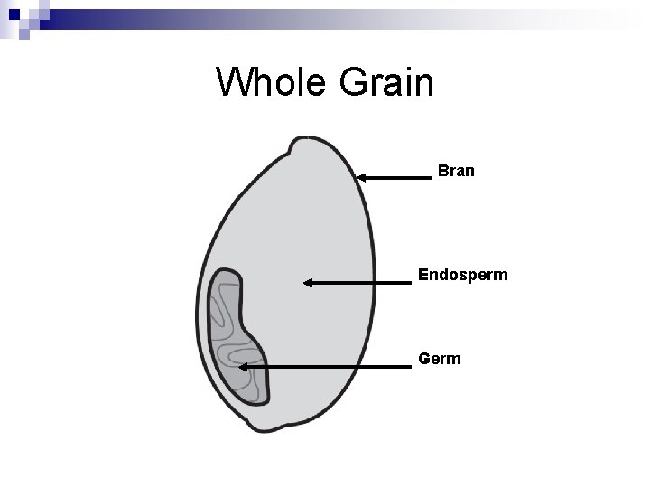 Whole Grain Bran Endosperm Germ 