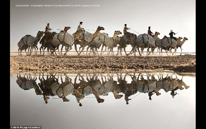 Open colour - Honourable mention: Sweihan Camels by Mario Bejagan Cardenas 