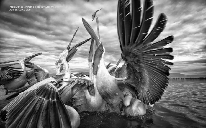 PELICANS' COMPOSITION, HONORABLE MENTION Author: Marco Urso 