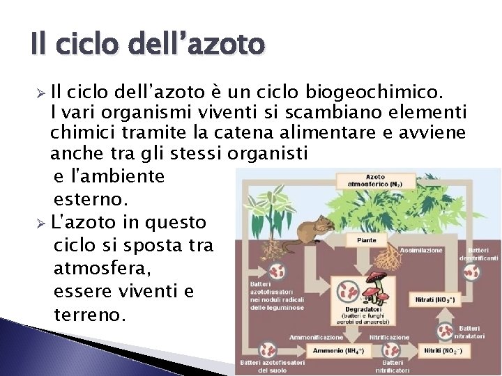 Il ciclo dell’azoto Ø Il ciclo dell’azoto è un ciclo biogeochimico. I vari organismi