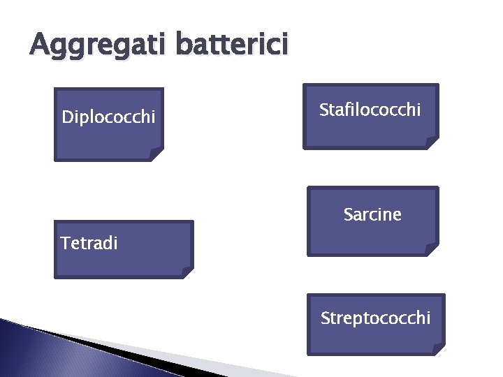 Aggregati batterici Diplococchi Stafilococchi Sarcine Tetradi Streptococchi 