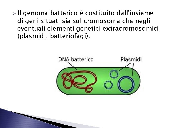 Ø Il genoma batterico è costituito dall'insieme di geni situati sia sul cromosoma che