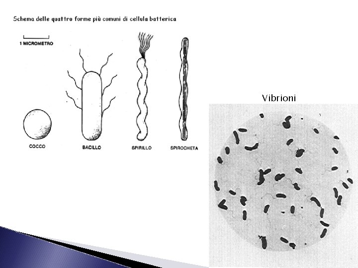 Vibrioni 