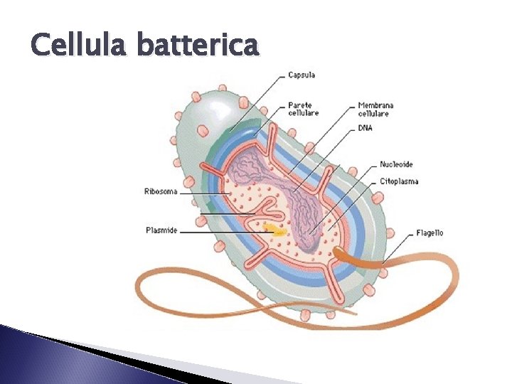 Cellula batterica 