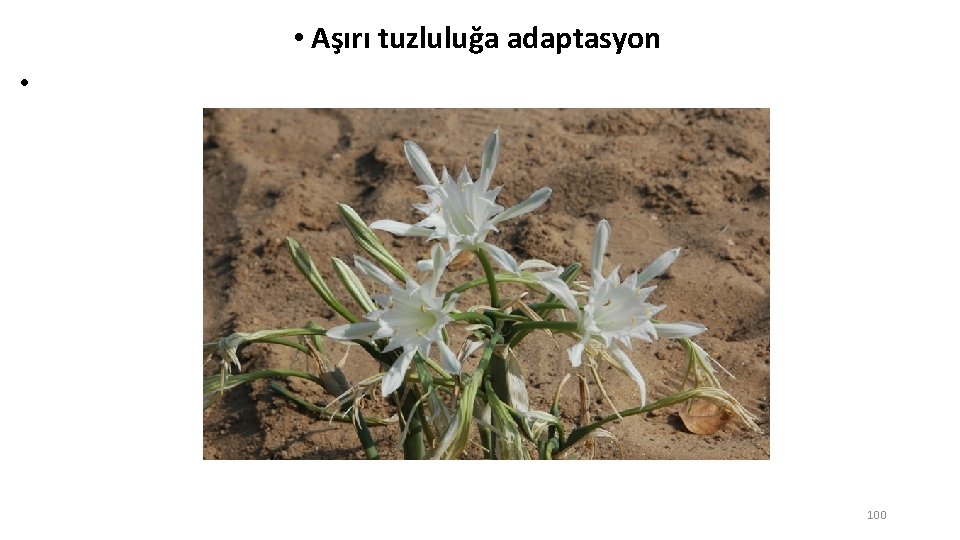  • Aşırı tuzluluğa adaptasyon • 100 