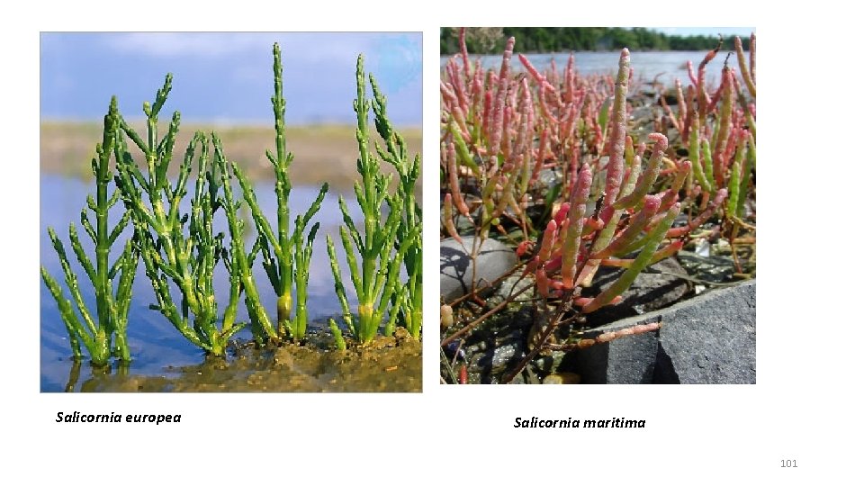 Salicornia europea Salicornia maritima 101 