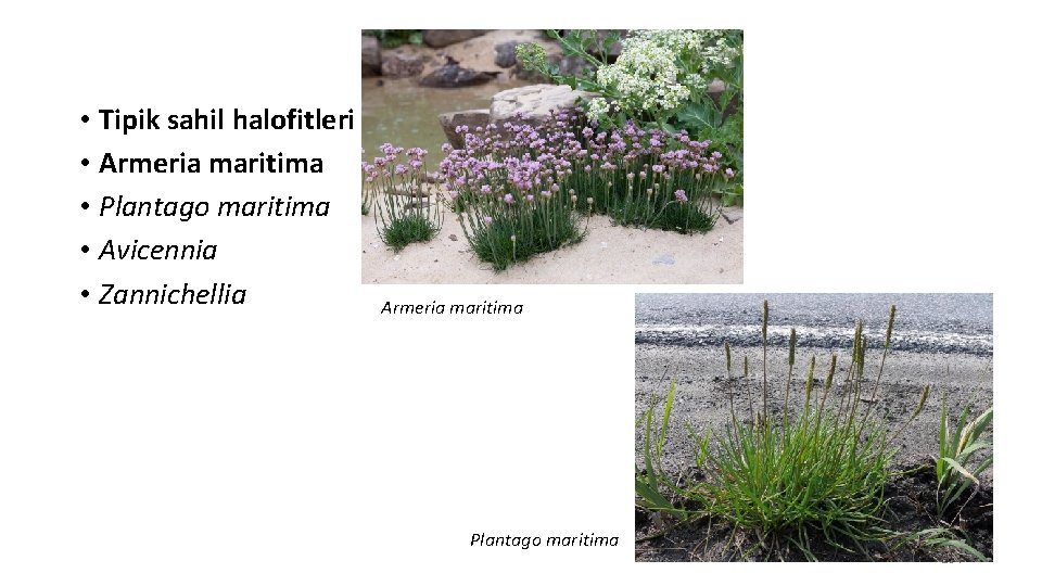  • Tipik sahil halofitleri • Armeria maritima • Plantago maritima • Avicennia •