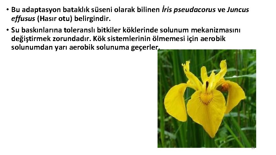  • Bu adaptasyon bataklık süseni olarak bilinen İris pseudacorus ve Juncus effusus (Hasır