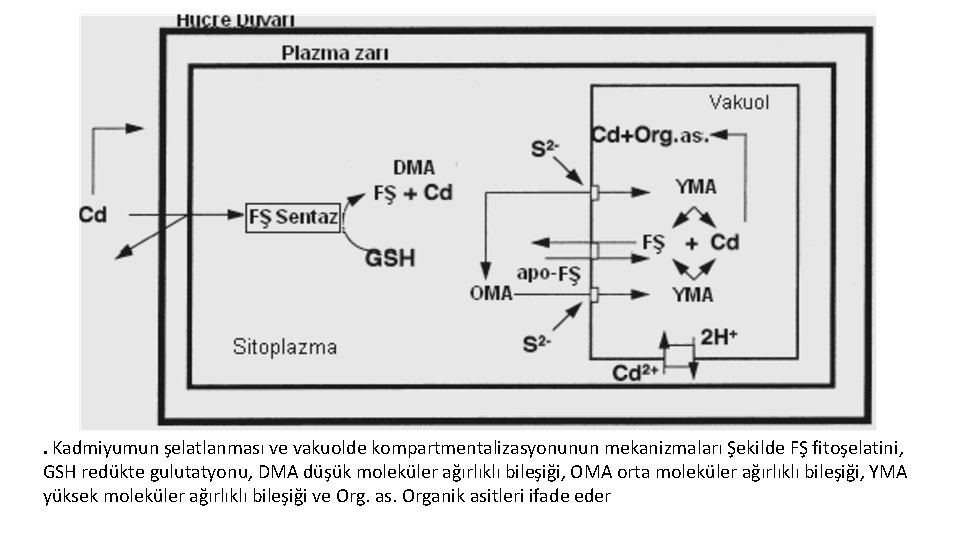 . Kadmiyumun şelatlanması ve vakuolde kompartmentalizasyonunun mekanizmaları Şekilde FŞ fitoşelatini, GSH redükte gulutatyonu, DMA