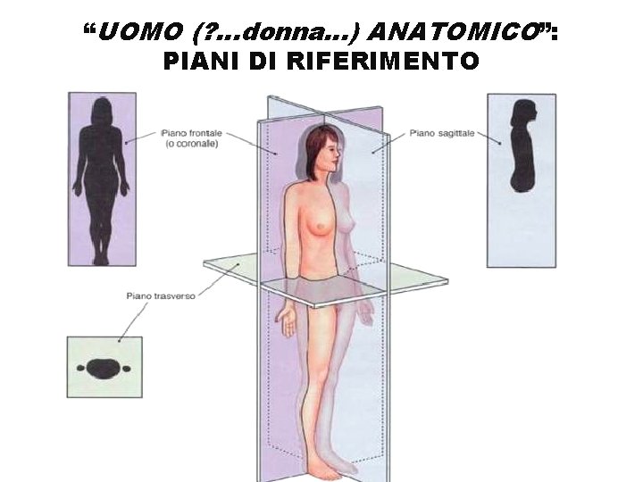 “UOMO (? . . . donna…) ANATOMICO”: PIANI DI RIFERIMENTO 