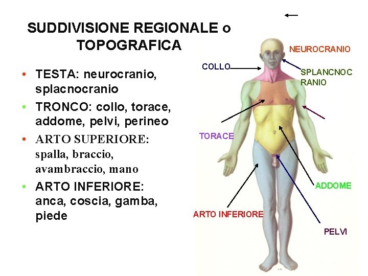 SUDDIVISIONE REGIONALE o TOPOGRAFICA • TESTA: neurocranio, splacnocranio • TRONCO: collo, torace, addome, pelvi,