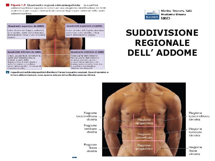 SUDDIVISIONE REGIONALE DELL’ ADDOME 