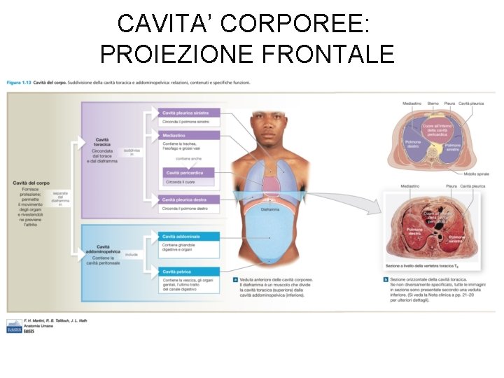 CAVITA’ CORPOREE: PROIEZIONE FRONTALE 