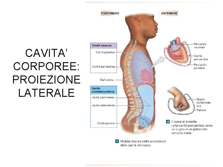 CAVITA’ CORPOREE: PROIEZIONE LATERALE 