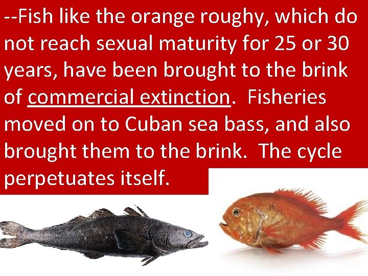 --Fish like the orange roughy, which do not reach sexual maturity for 25 or