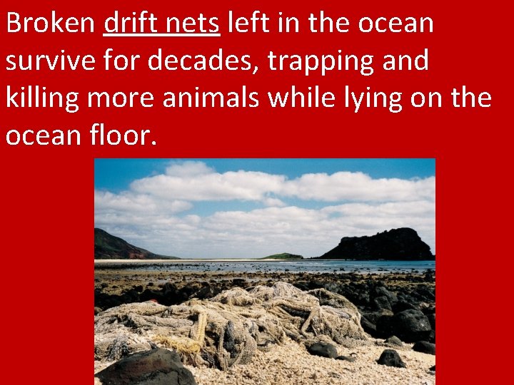 Broken drift nets left in the ocean survive for decades, trapping and killing more