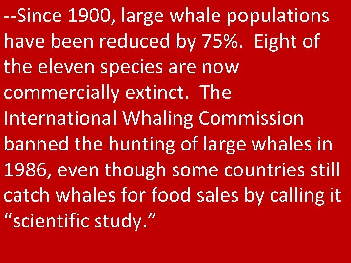 --Since 1900, large whale populations have been reduced by 75%. Eight of the eleven