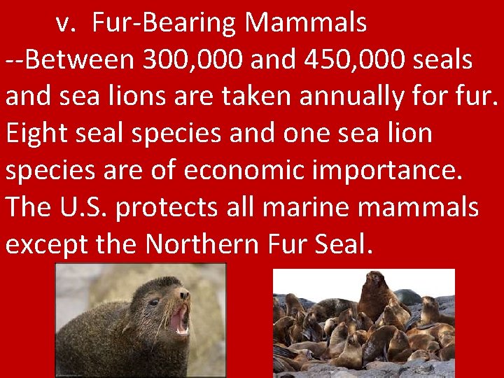 v. Fur-Bearing Mammals --Between 300, 000 and 450, 000 seals and sea lions are