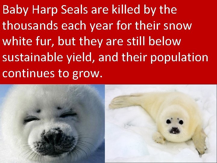 Baby Harp Seals are killed by the thousands each year for their snow white