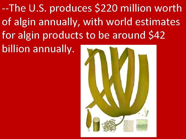 --The U. S. produces $220 million worth of algin annually, with world estimates for