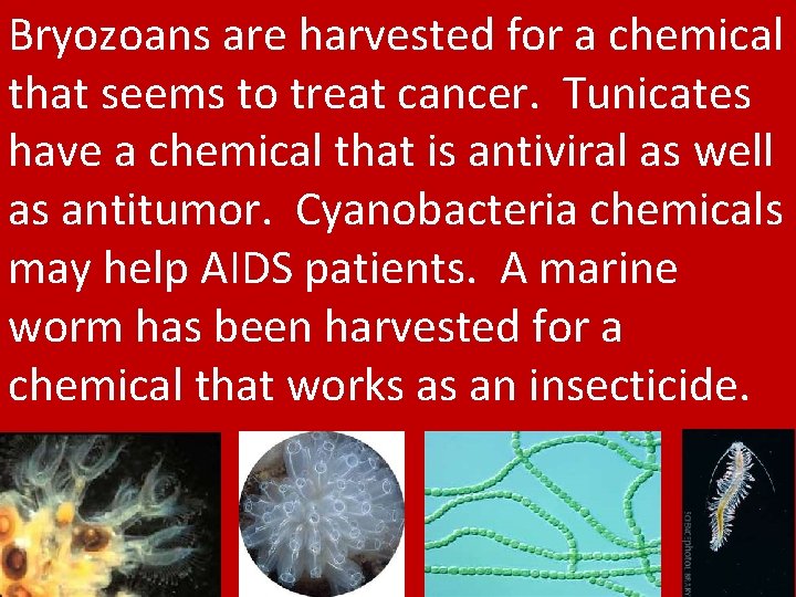 Bryozoans are harvested for a chemical that seems to treat cancer. Tunicates have a