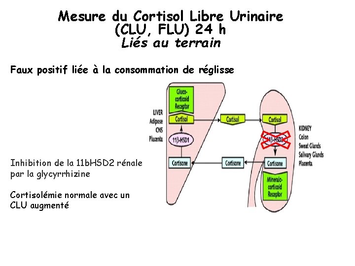 Mesure du Cortisol Libre Urinaire (CLU, FLU) 24 h Liés au terrain Faux positif