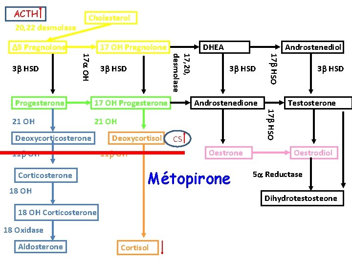 ACTH 20, 22 desmolase Cholesterol 5 Pregnolone 17 OH Progesterone Androstenedione 21 OH Deoxycorticosterone