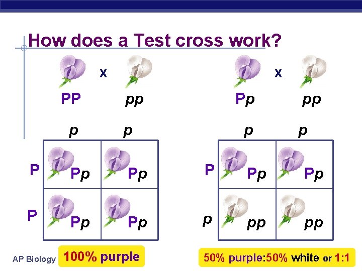 How does a Test cross work? x PP x pp Pp p p P