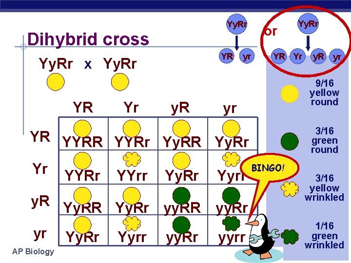 Yy. Rr Dihybrid cross YR Yy. Rr x Yy. Rr YR Yr y. R
