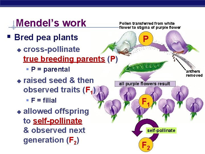 Mendel’s work § Bred pea plants u Pollen transferred from white flower to stigma
