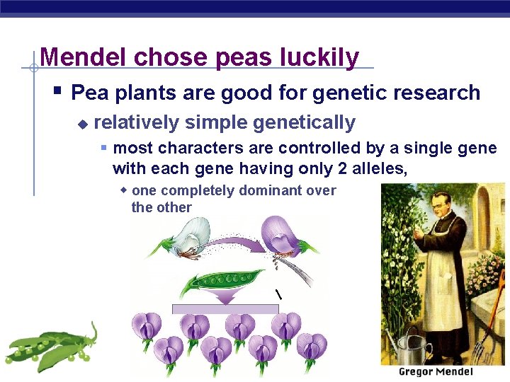 Mendel chose peas luckily § Pea plants are good for genetic research u relatively