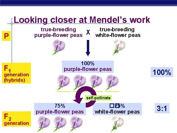 Looking closer at Mendel’s work P true-breeding purple-flower peas X white-flower peas F 1