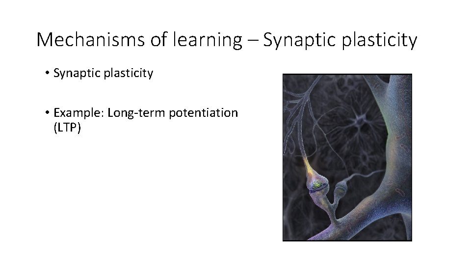 Mechanisms of learning – Synaptic plasticity • Example: Long-term potentiation (LTP) 