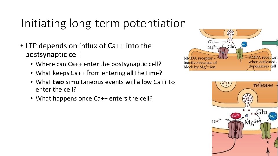 Initiating long-term potentiation • LTP depends on influx of Ca++ into the postsynaptic cell