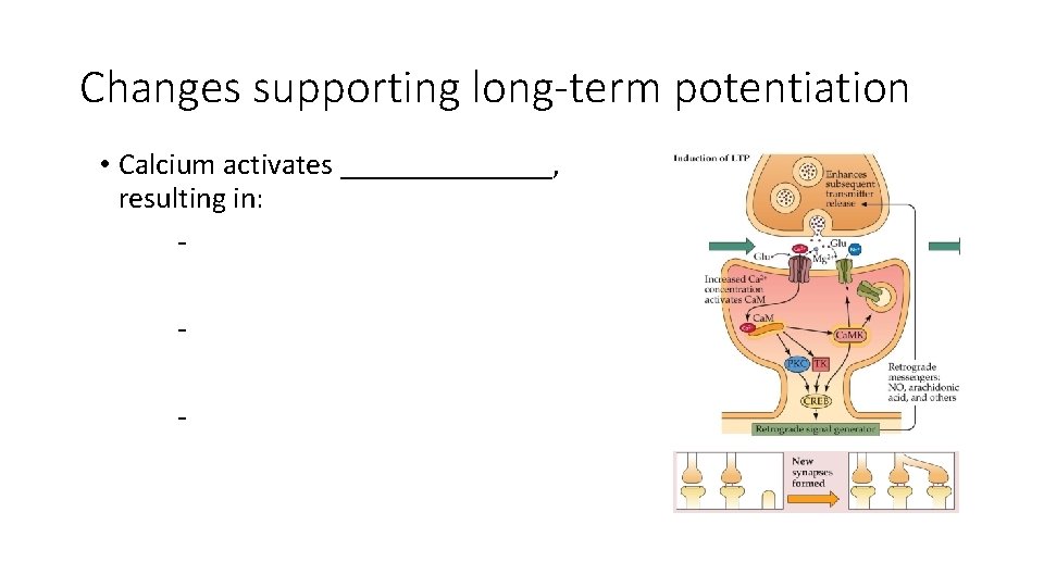 Changes supporting long-term potentiation • Calcium activates _______, resulting in: - 