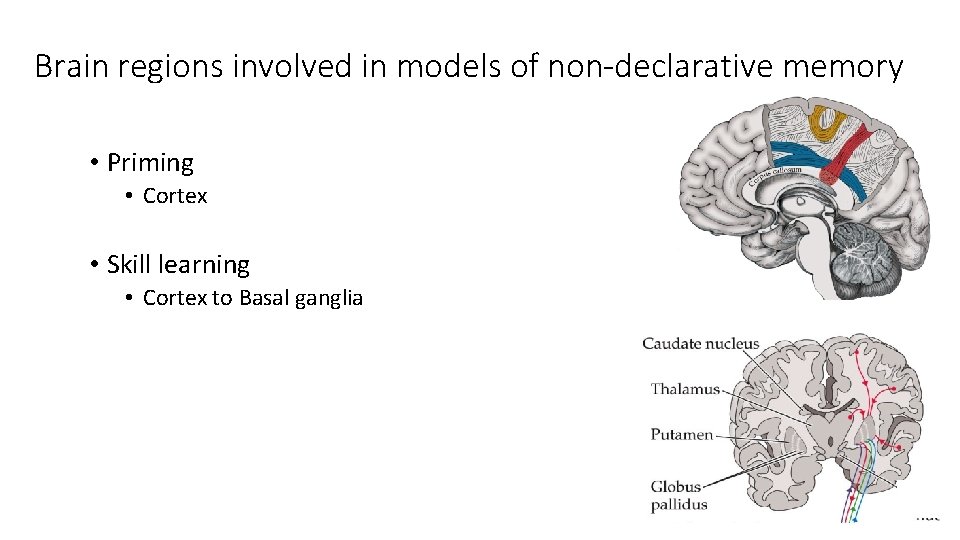 Brain regions involved in models of non-declarative memory • Priming • Cortex • Skill