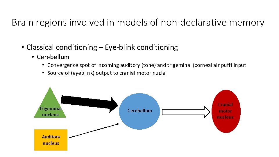 Brain regions involved in models of non-declarative memory • Classical conditioning – Eye-blink conditioning