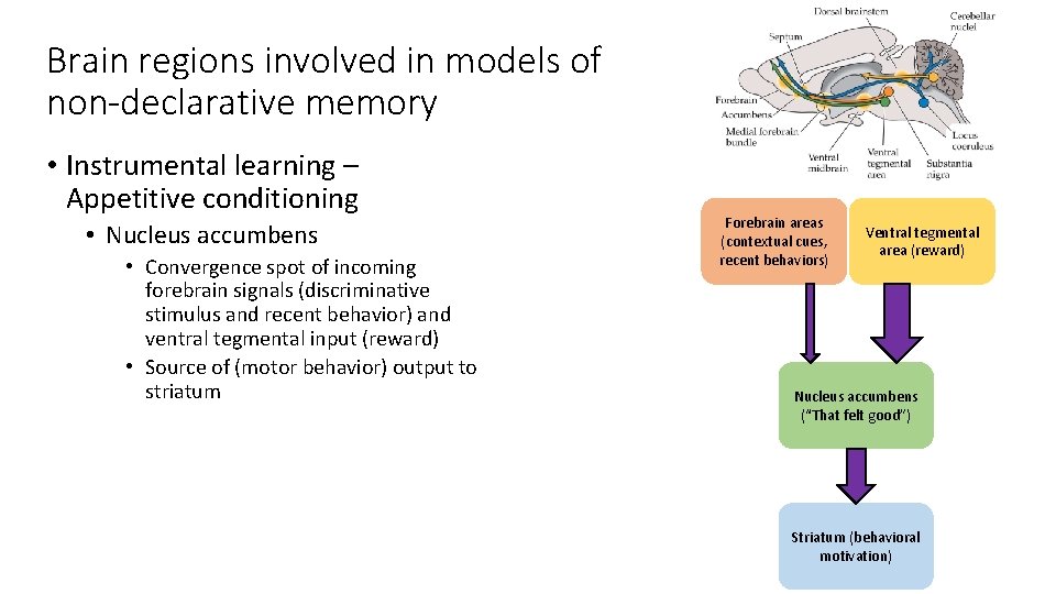 Brain regions involved in models of non-declarative memory • Instrumental learning – Appetitive conditioning