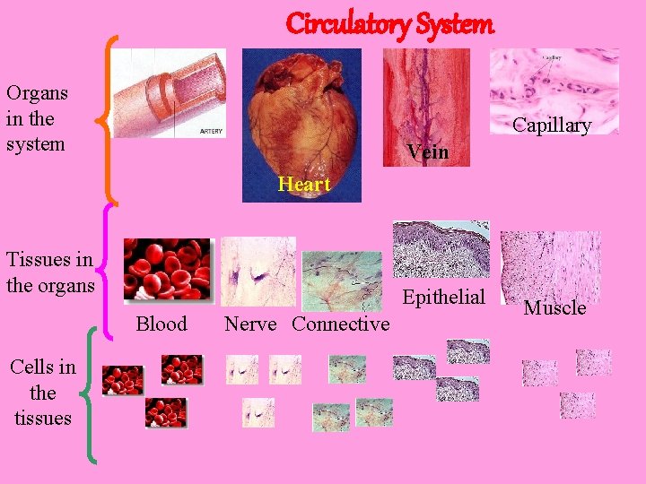 Circulatory System Organs in the system Capillary Vein Heart Tissues in the organs Epithelial